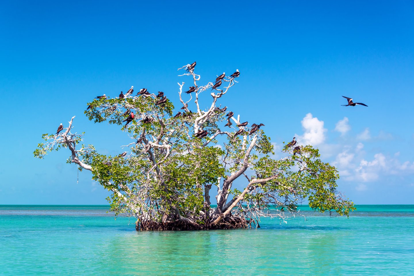 Frigatebirds on a mangrove tree in Sian Ka'an Biosphere Reserve, Mexico