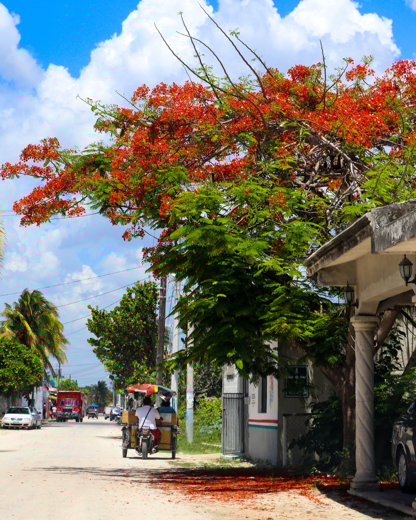 Three-wheeled bicycle taxi on dirt village street under a tree in Sisal, Mexico