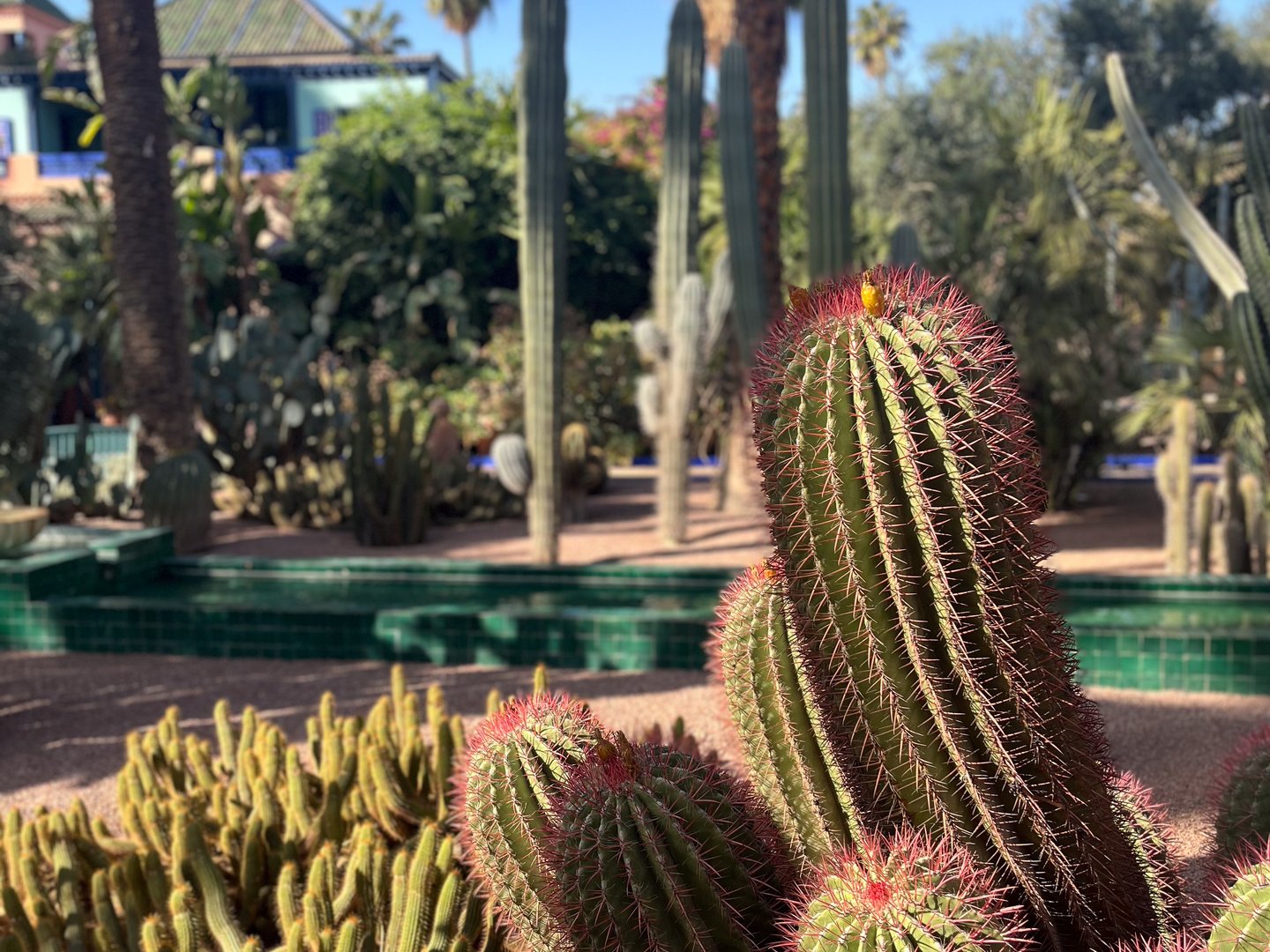 A close up of a cactus in a garden in Morocco