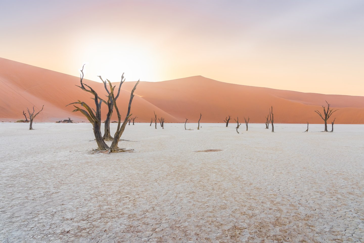 Dead trees in the sunrise in Deadvlei, Namibia