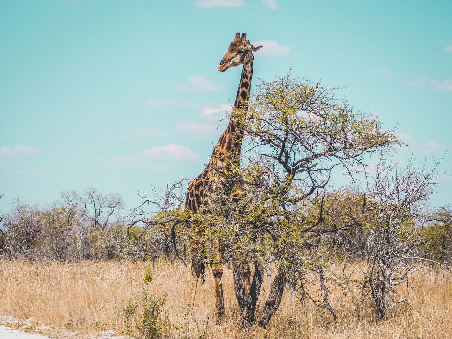 A giraffe next to a tree in Etosha National Park, Namibia.