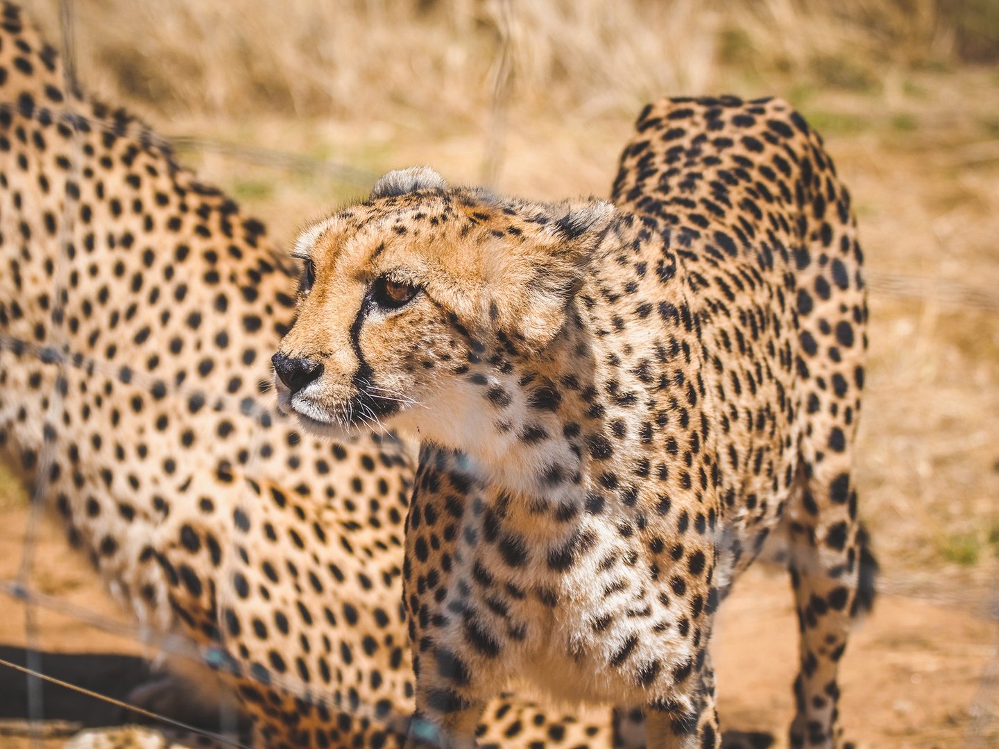 A cheetah in Naankuse Nature Reserve, Namibia