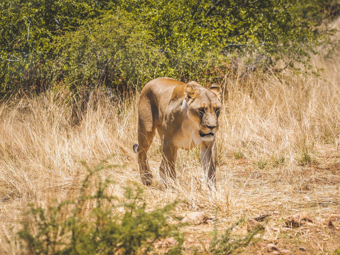 A lioness walking through the bush in Okonjima, Namibia