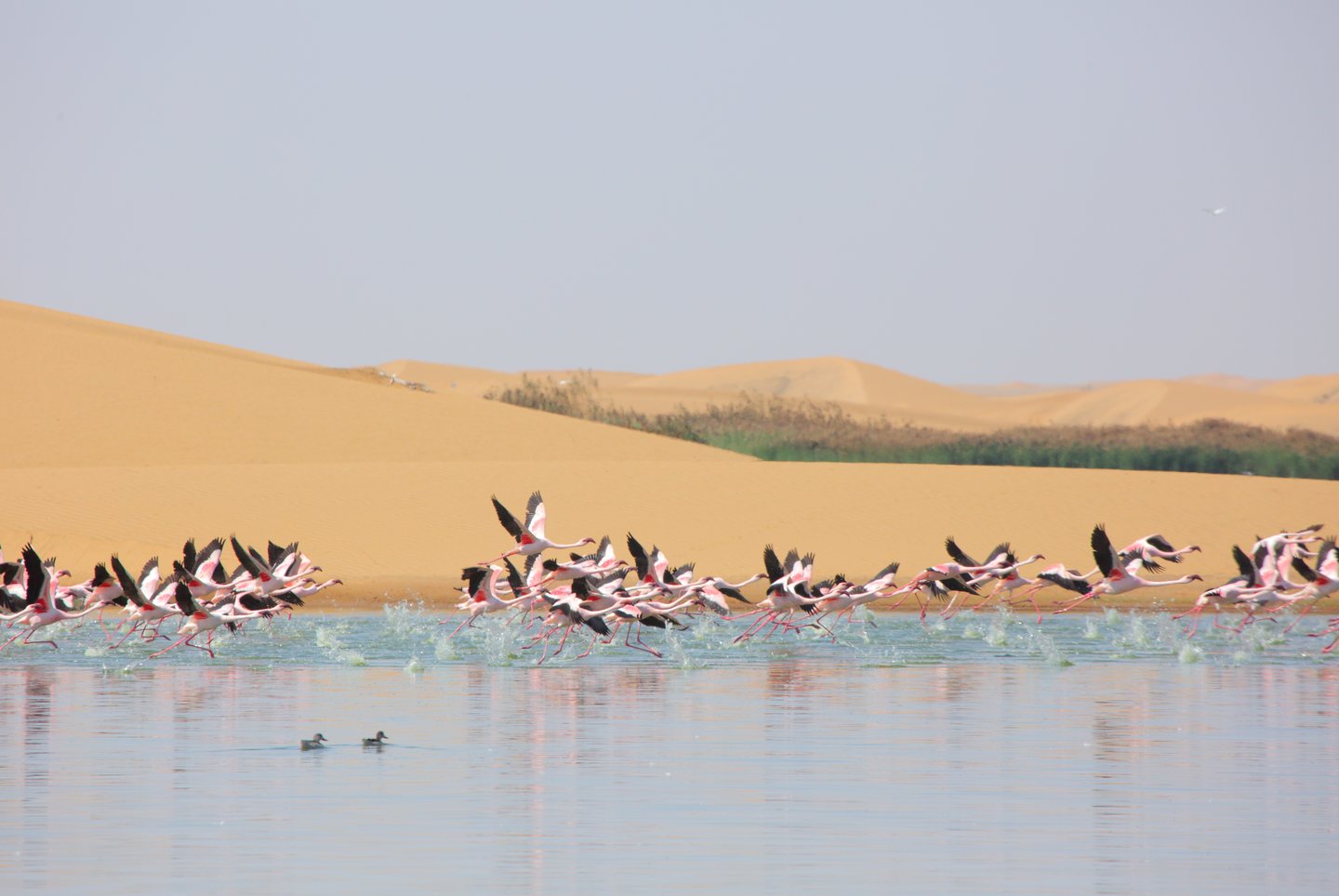 Flamingos in the lagoon in Sandwich Harbour, Namibia