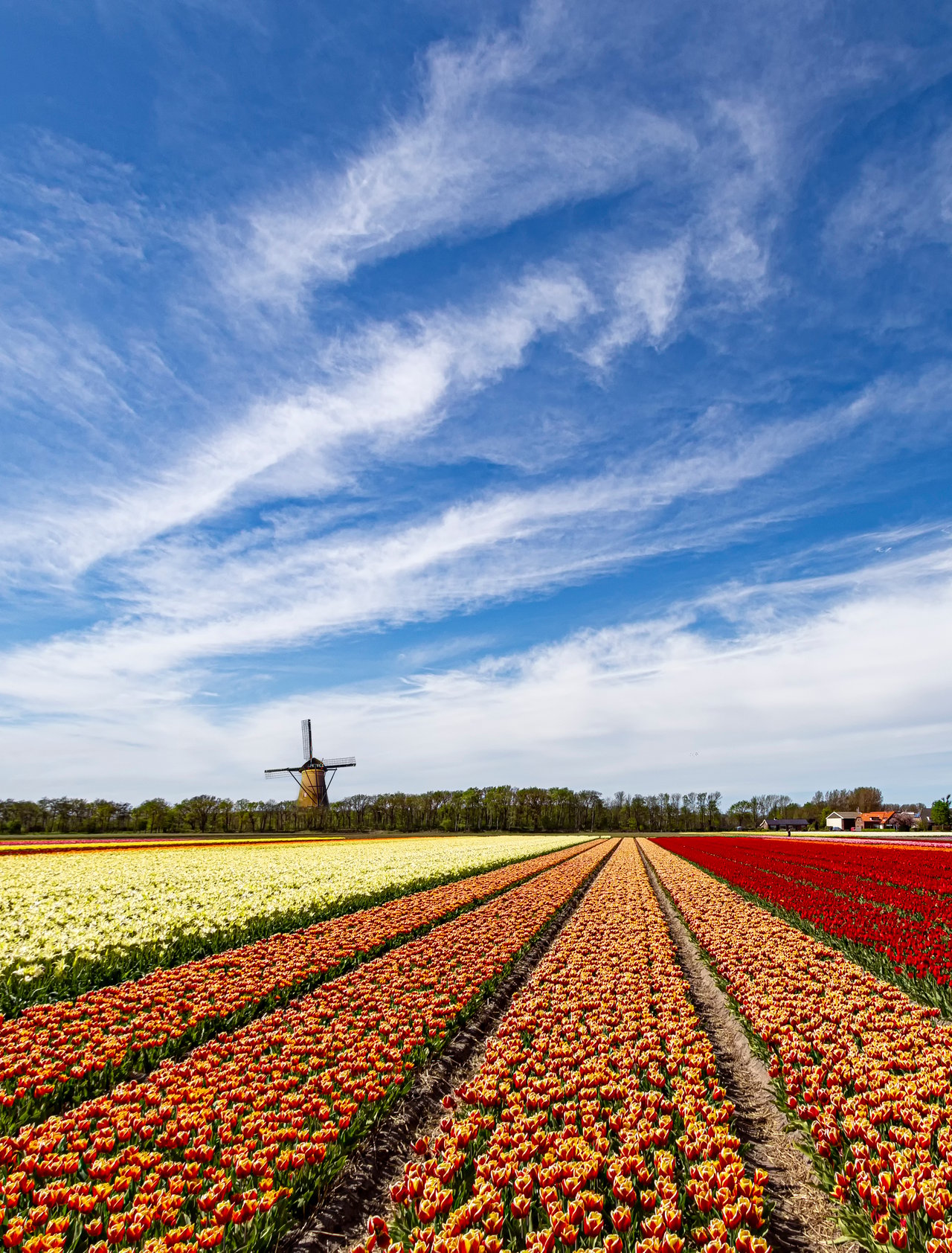 Multicolor red and yellow tulips flowers blooming in curve shape against Dutch windmills during spring the sunrise