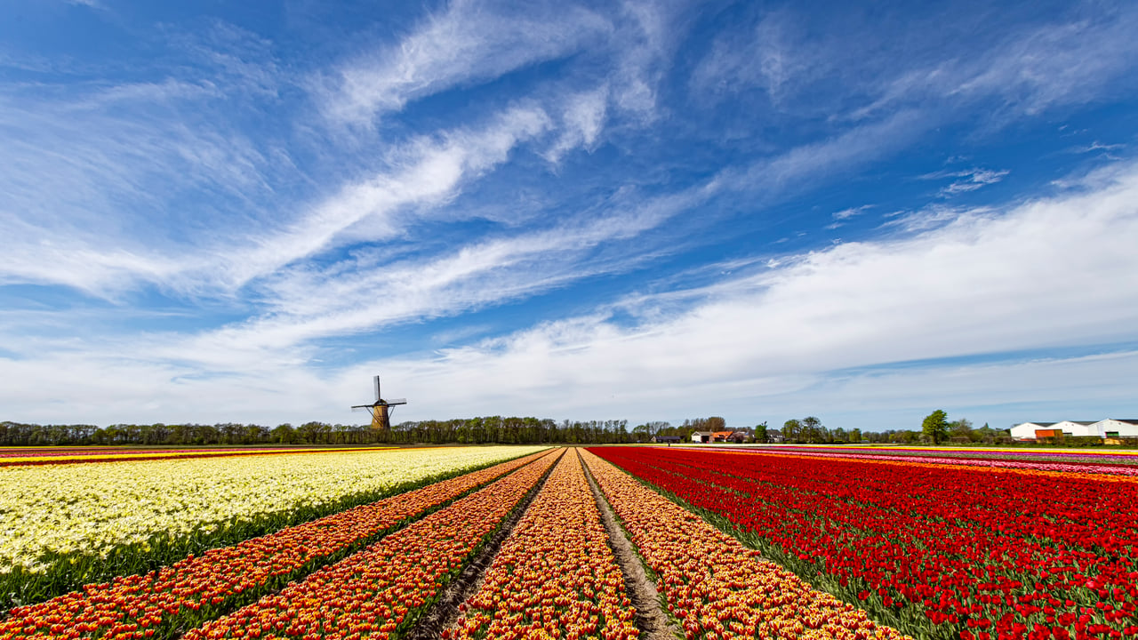 Multicolor red and yellow tulips flowers blooming in curve shape against Dutch windmills during spring the sunrise