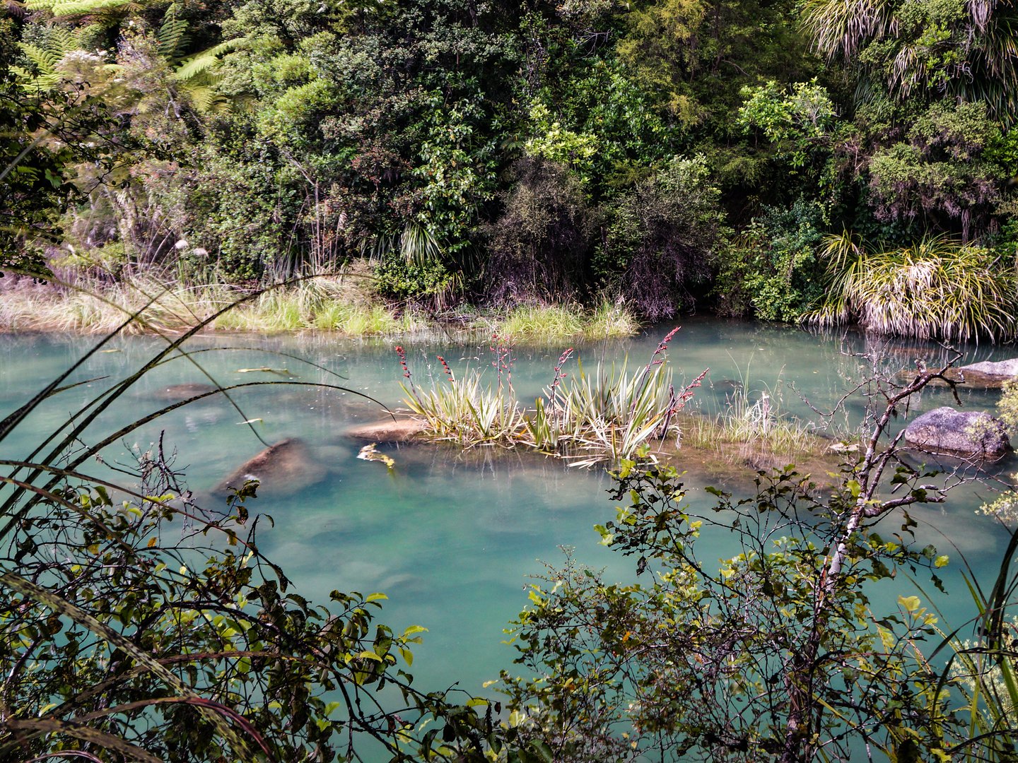 Looking through the bush at shallow water