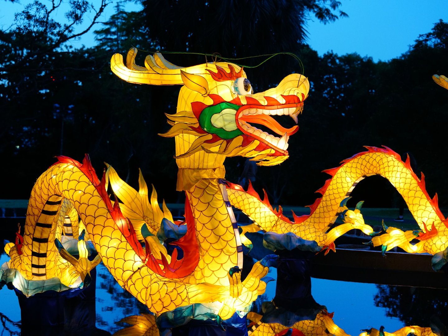 Dragon lanterns at the annual Auckland Lantern Festival