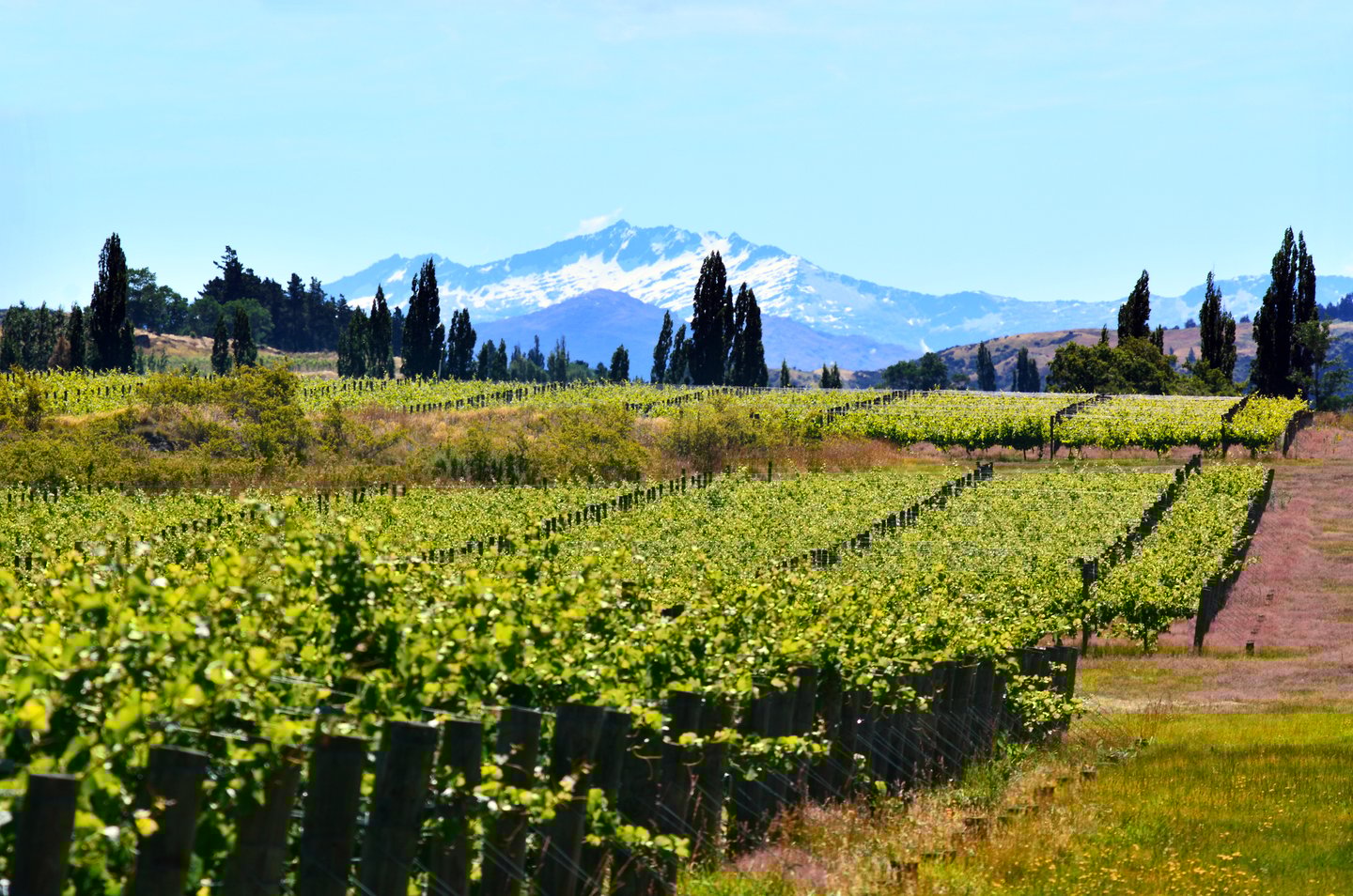 A vineyard with mountains in the background