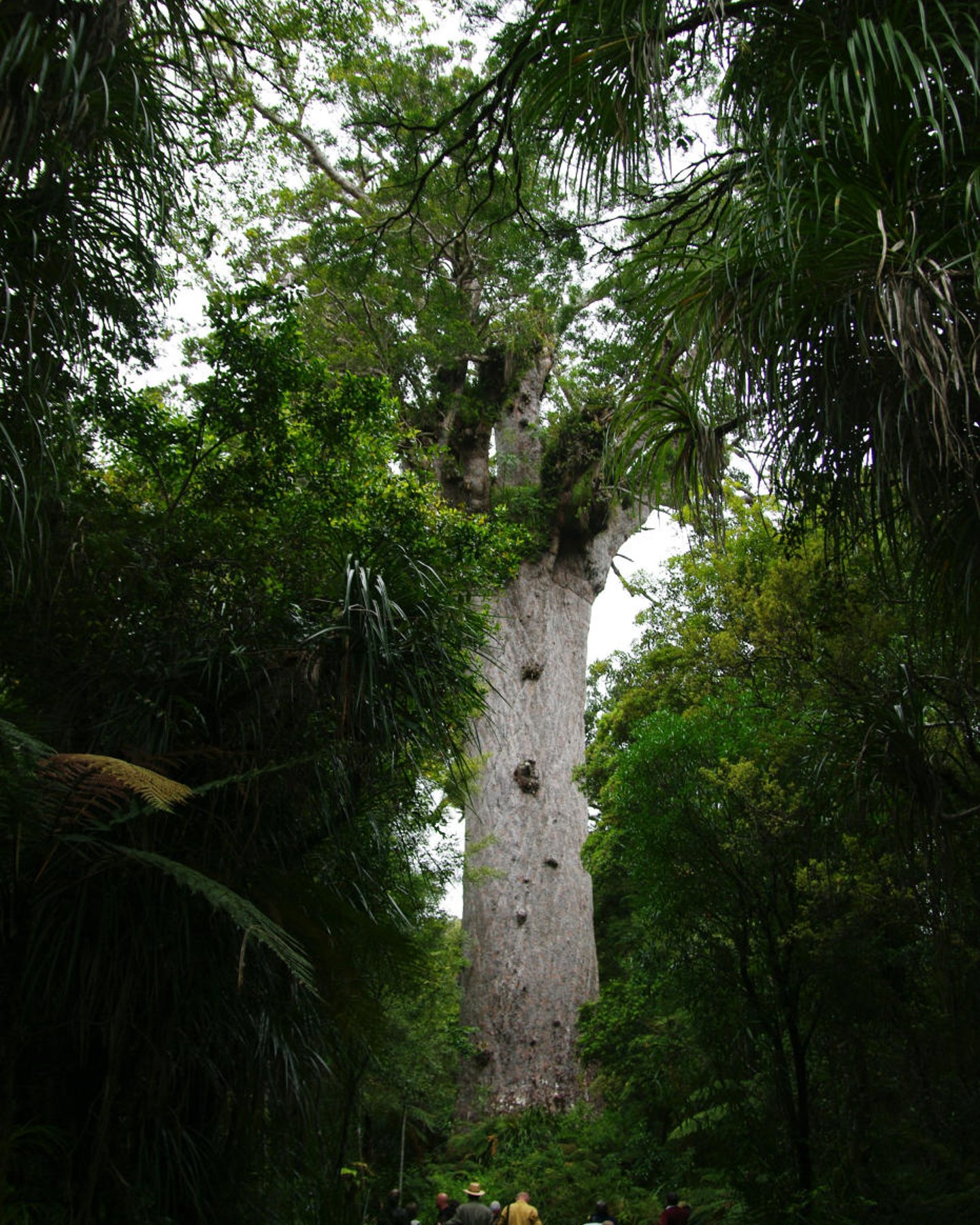 The giant kauri tree, Tane Mahuta