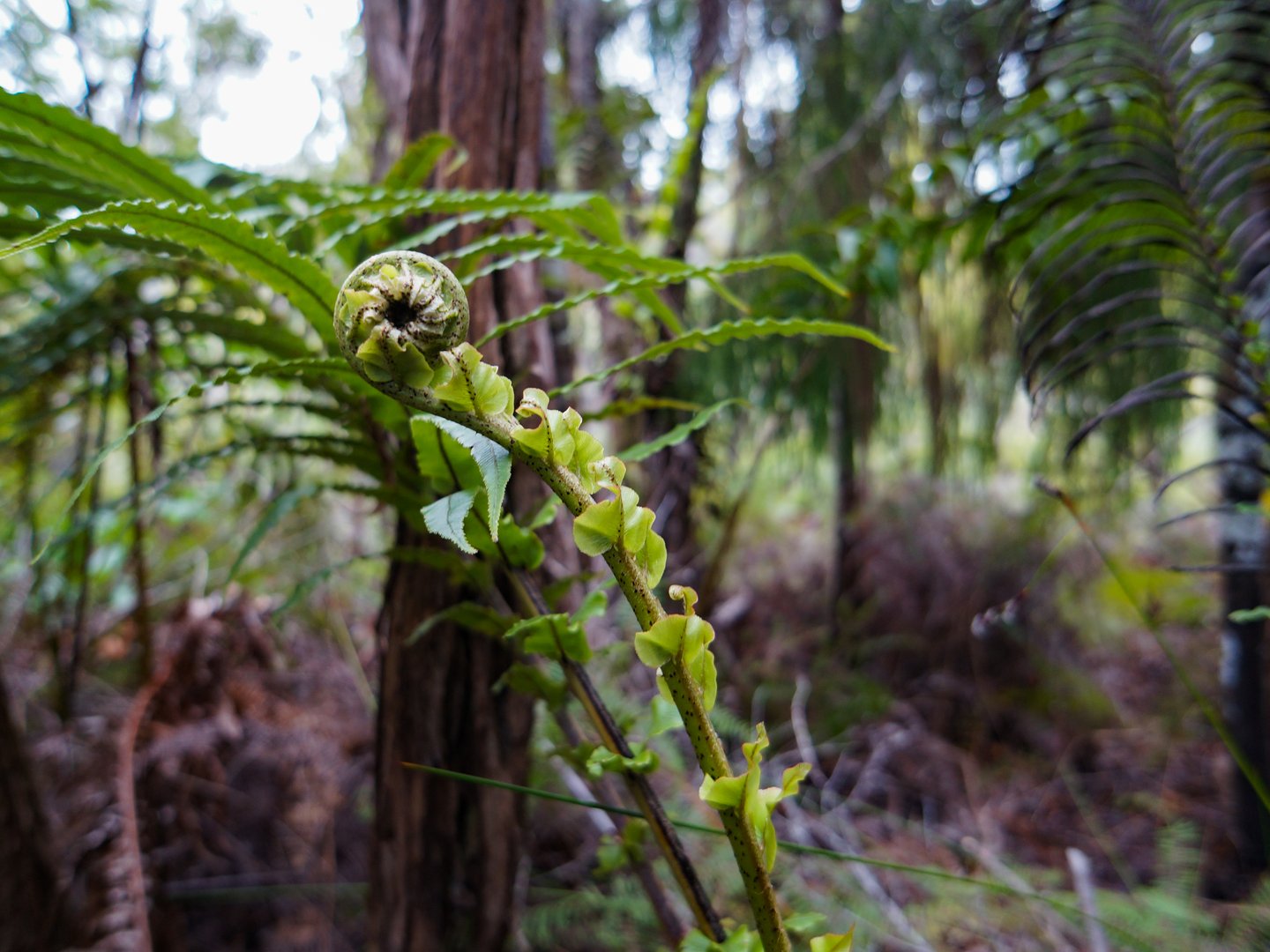 A fern in the shape of a koru