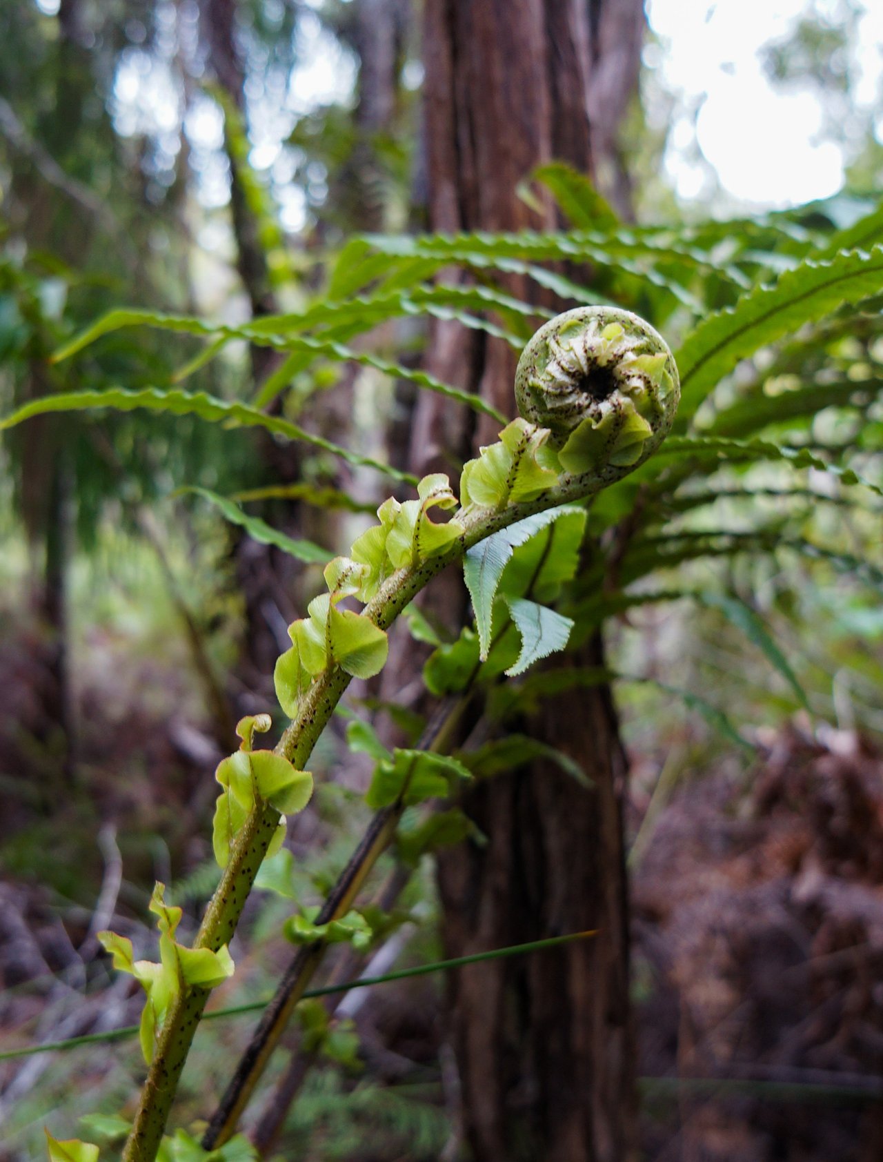 A fern in the shape of a koru