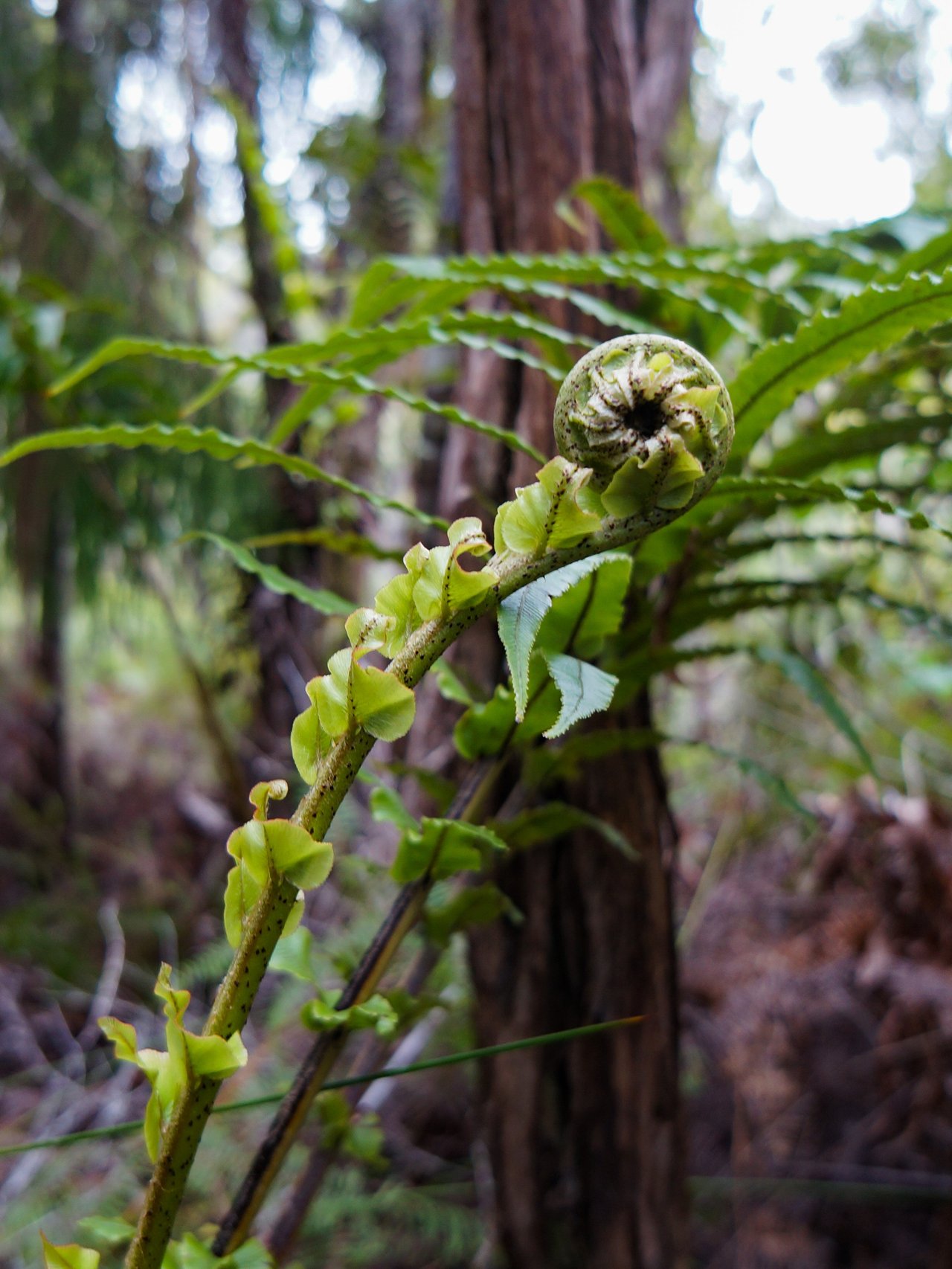 A fern in the shape of a koru