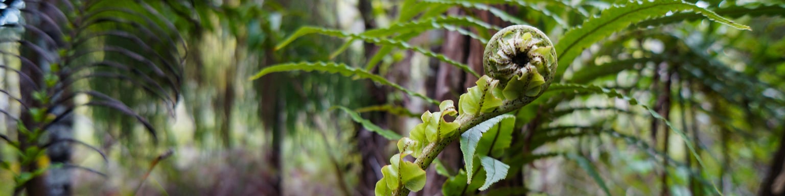 A fern in the shape of a koru