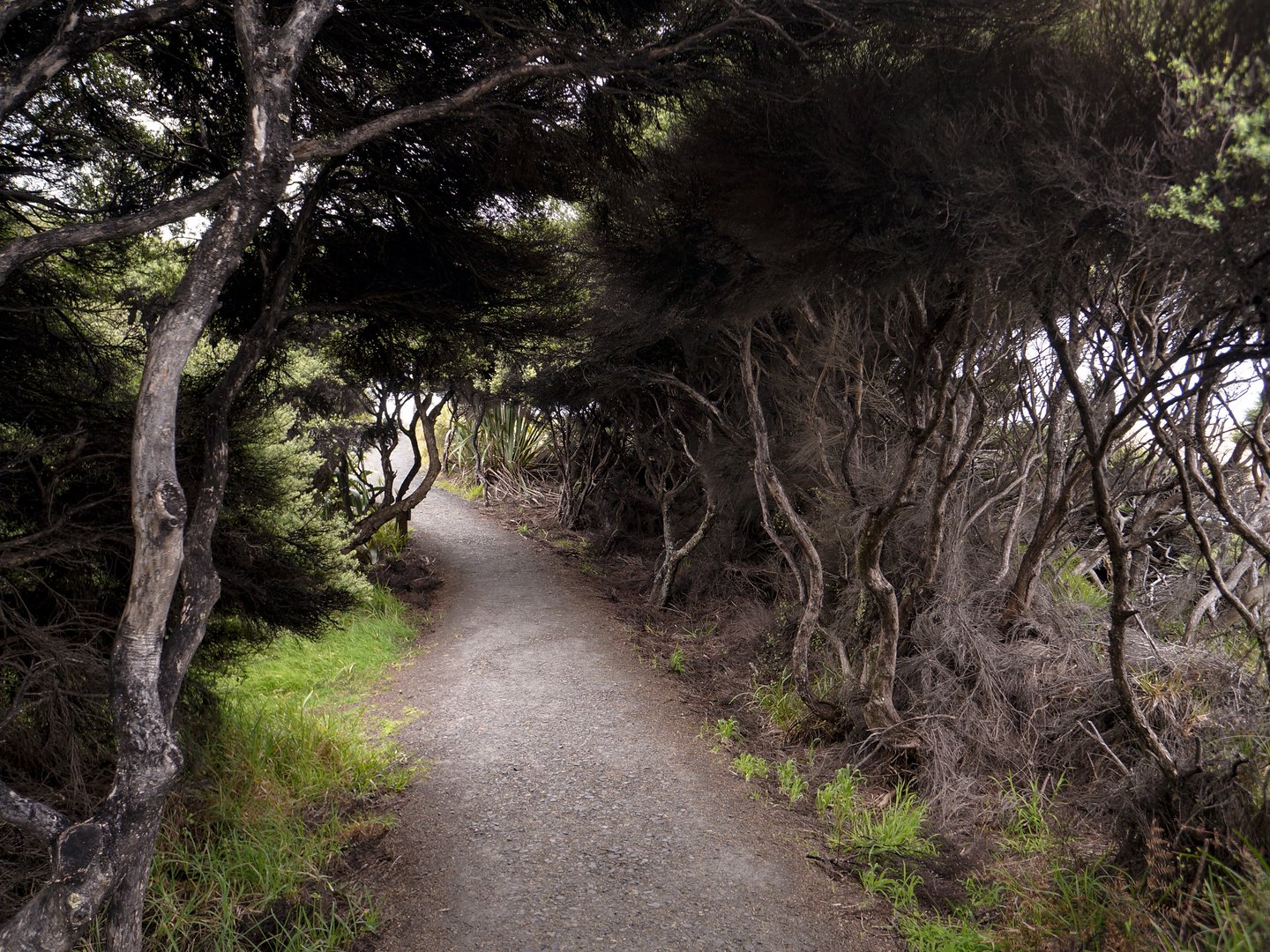 A shadowed pathway through the trees on Pakia Hill