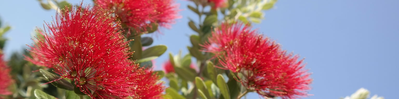 Pohutukawa blossom
