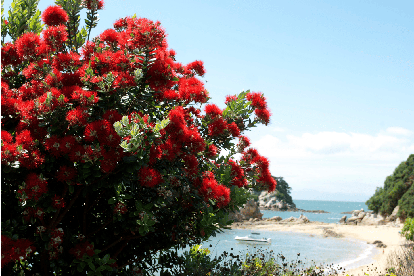 The New Zealand Pohutukawa Tree in bloom on a summer's day with a beach in the background