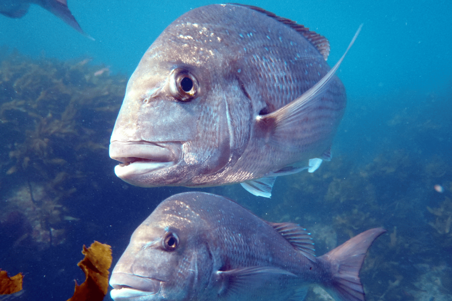 Local New Zealand snapper
