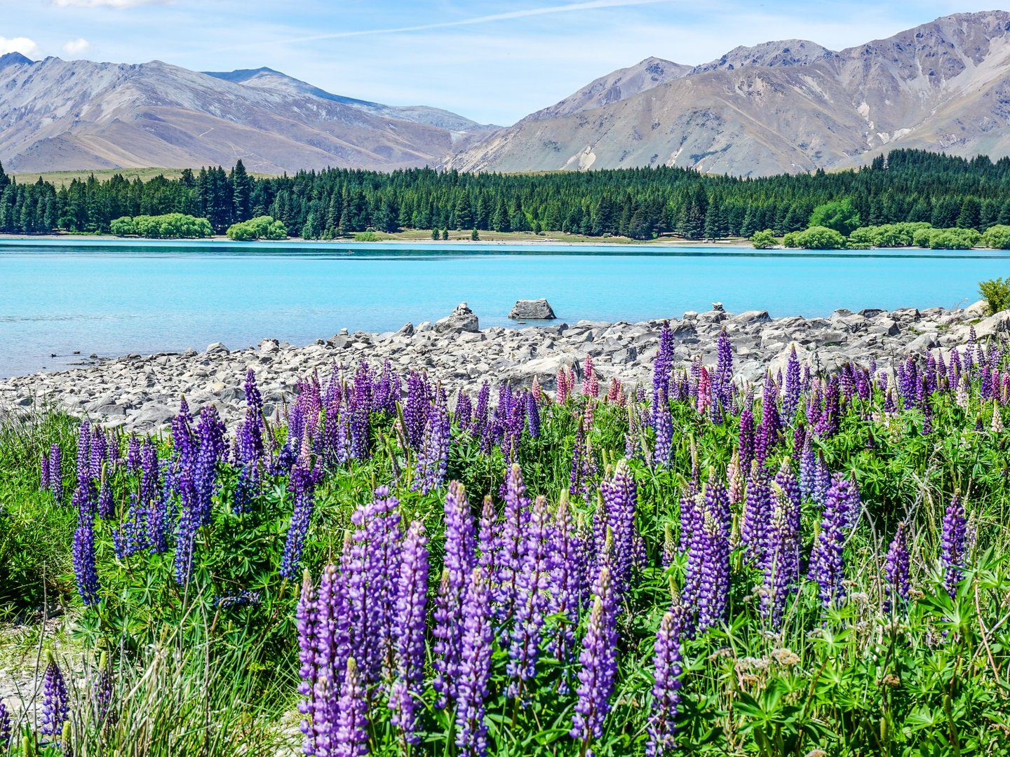 Lupins on the shore of Lake Tekapo