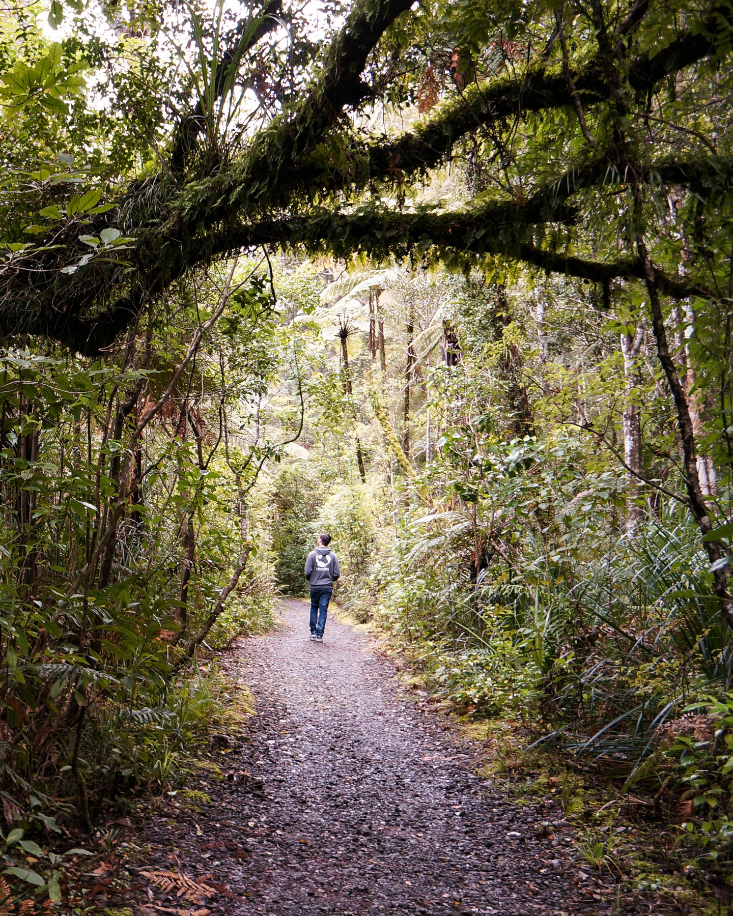 Walking through Waipoua Forest