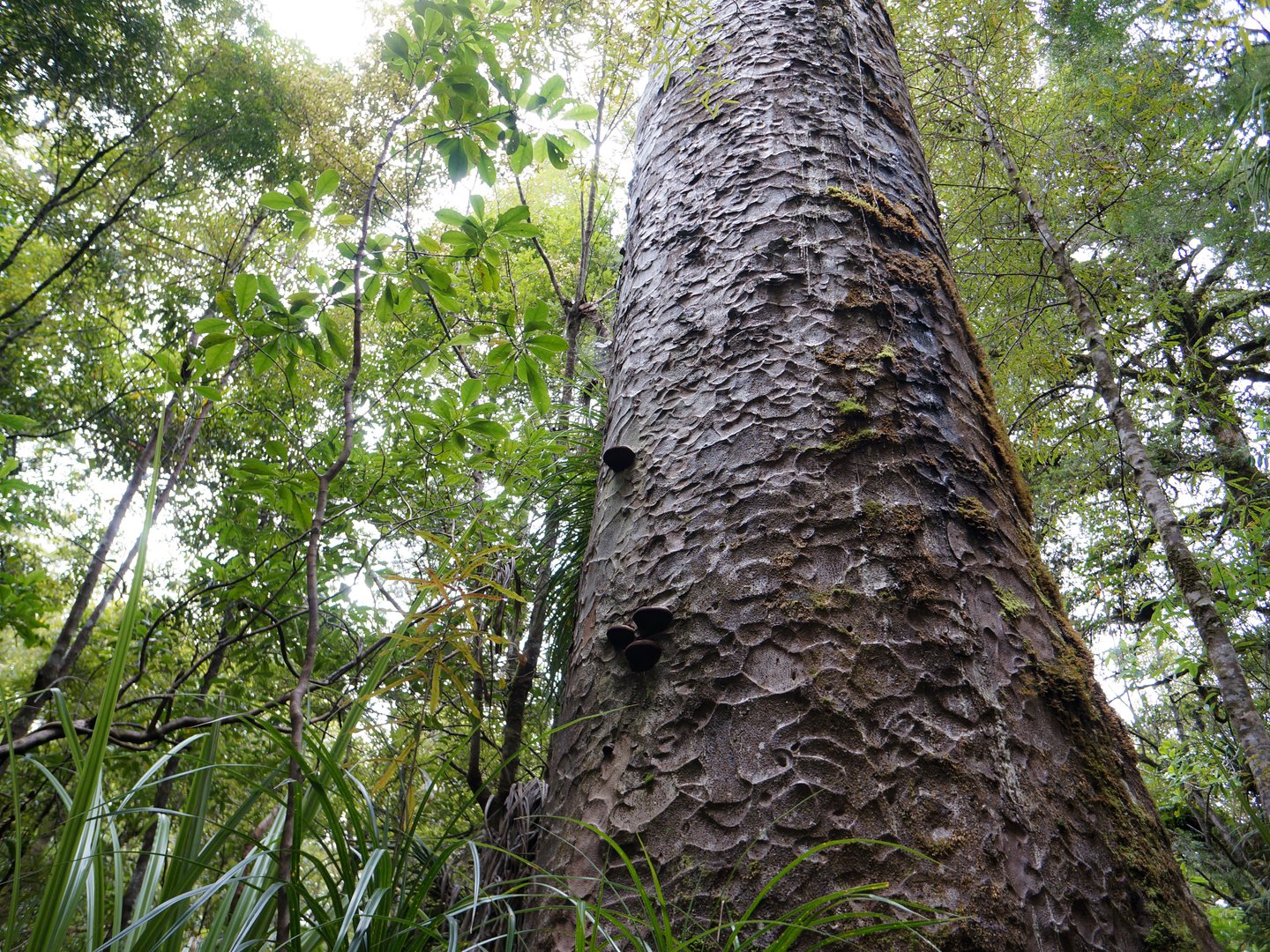 One of the Four Sisters in Waipoua Forest