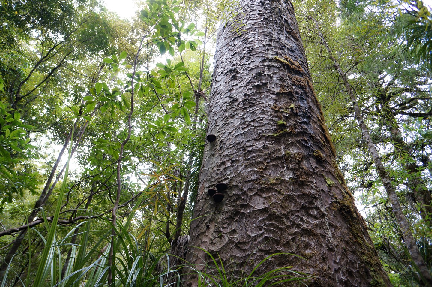 One of the Four Sisters in Waipoua Forest
