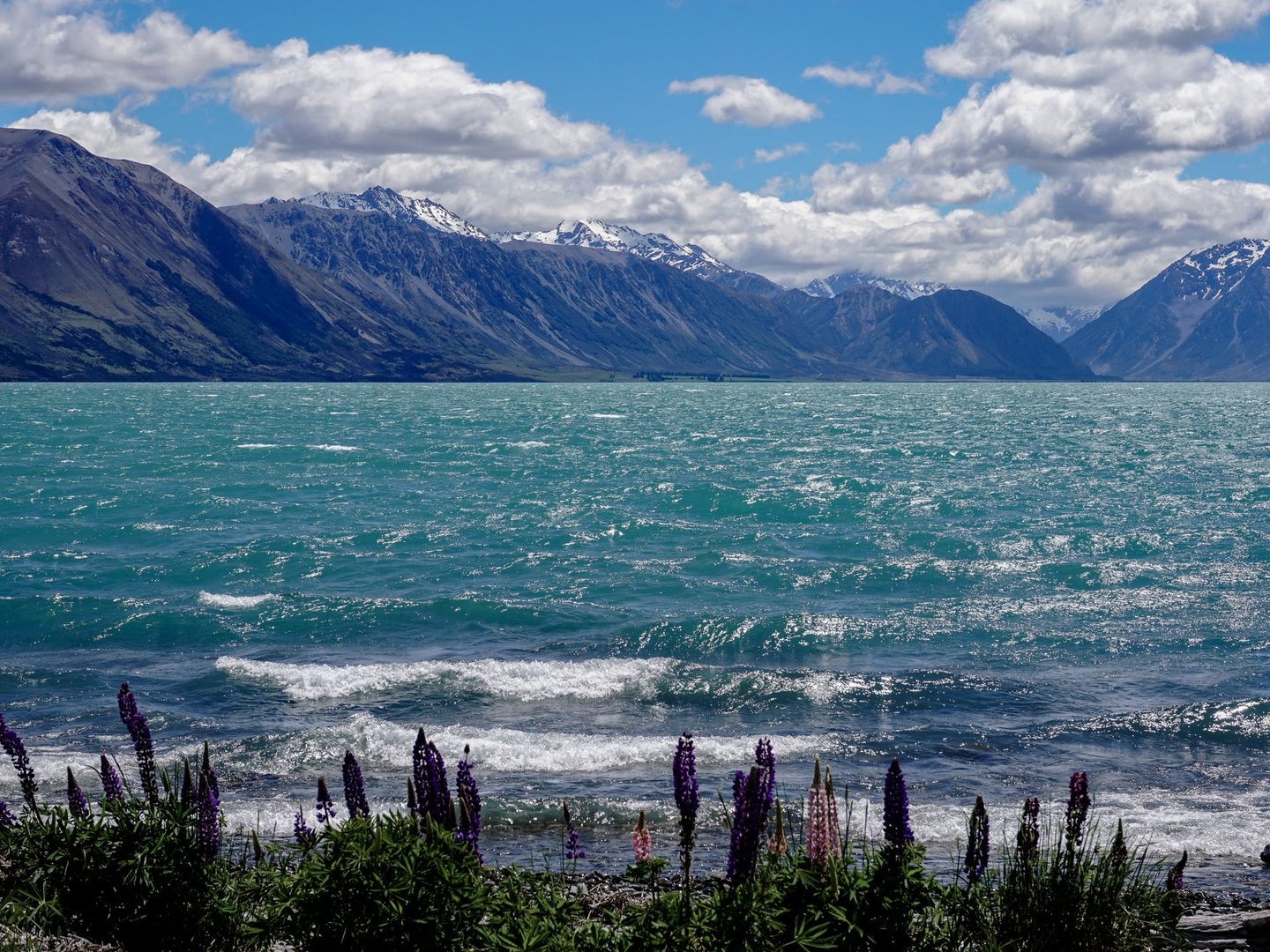 Early lupins on the shores of Lake Ohau