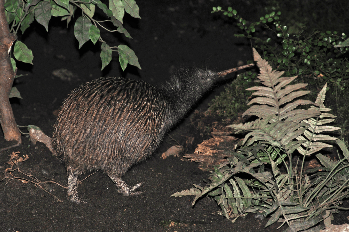 A North Island brown kiwI