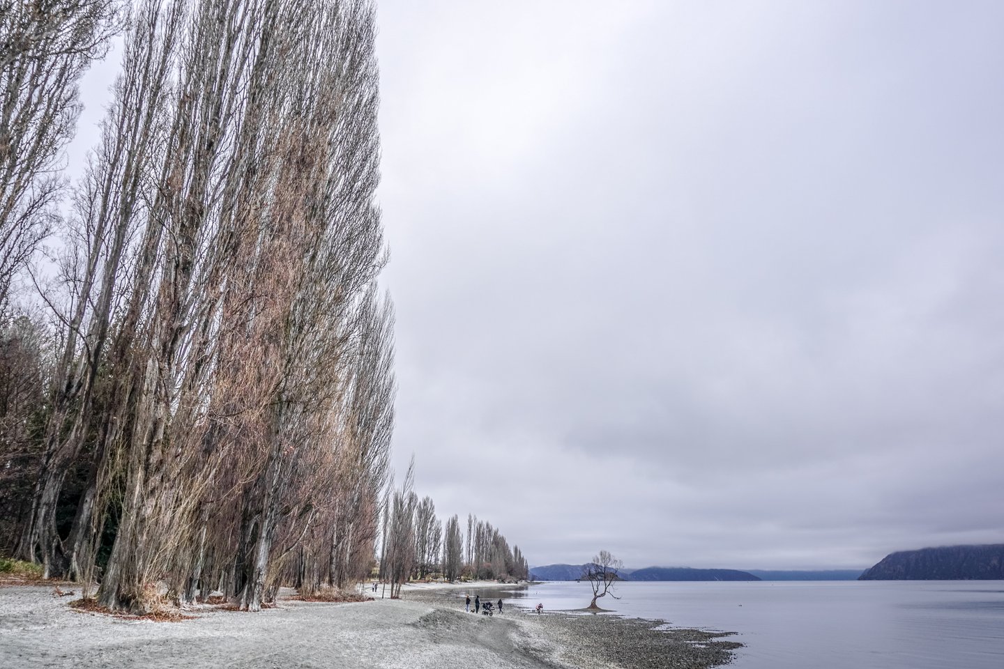 That Wanaka tree on a moody day