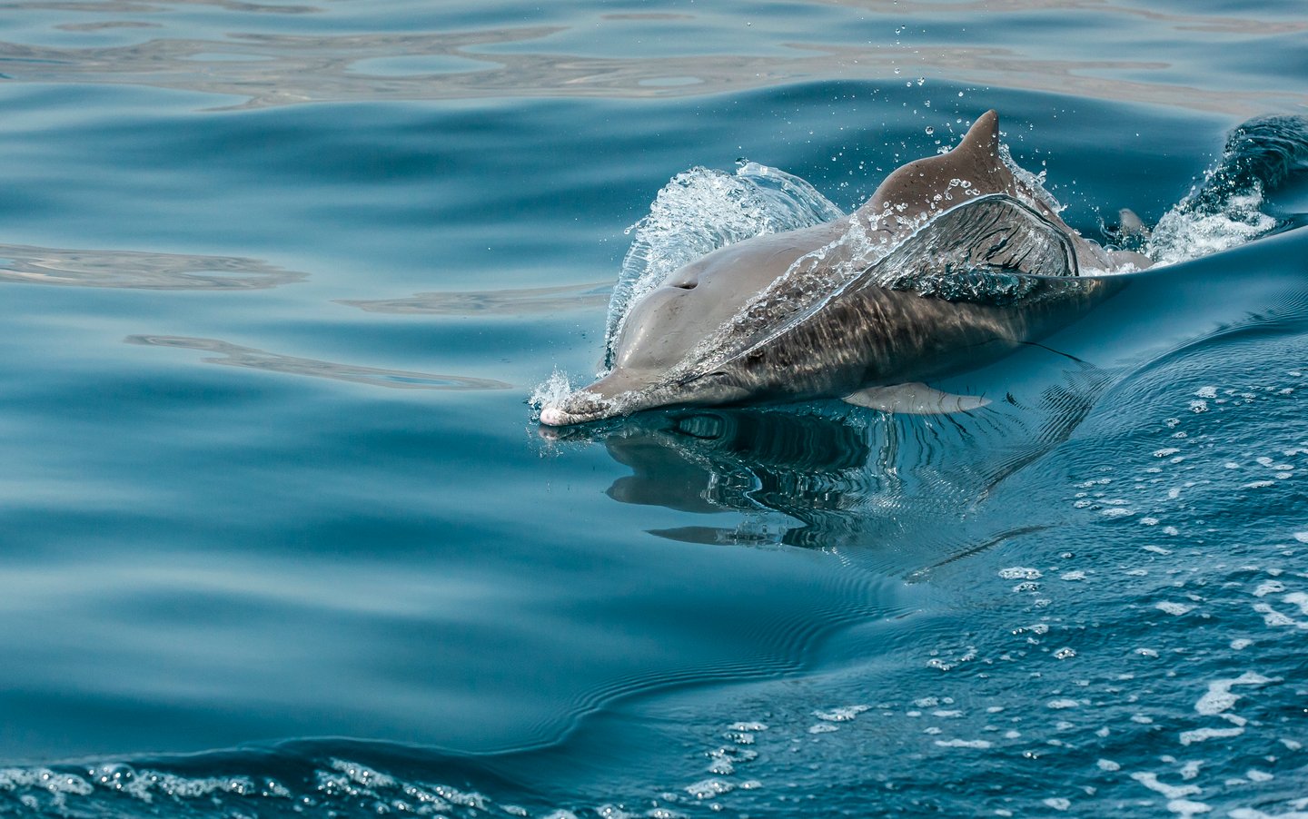 A dolphin swimming in Musandam, Oman.