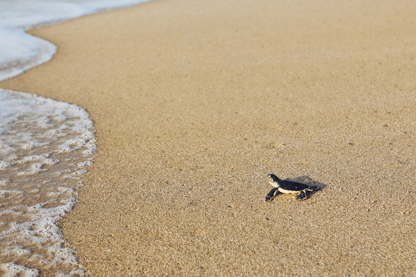 Freshly hatched turtle on the way across beach into sea. Ras Al Jinz, Oman