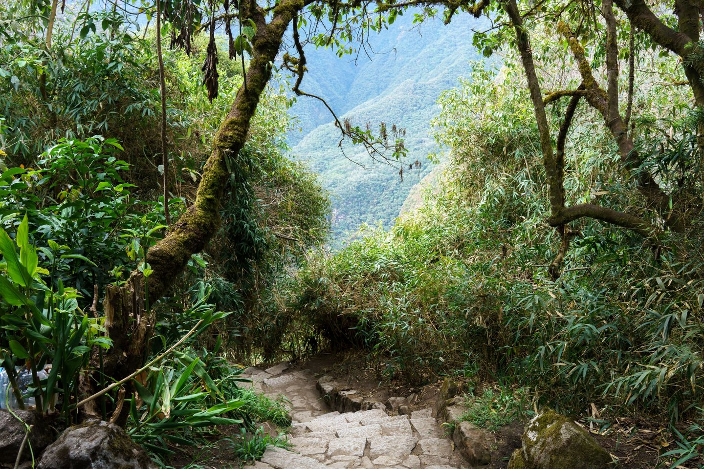 Stairs surrounded by forest on the Inca Trail