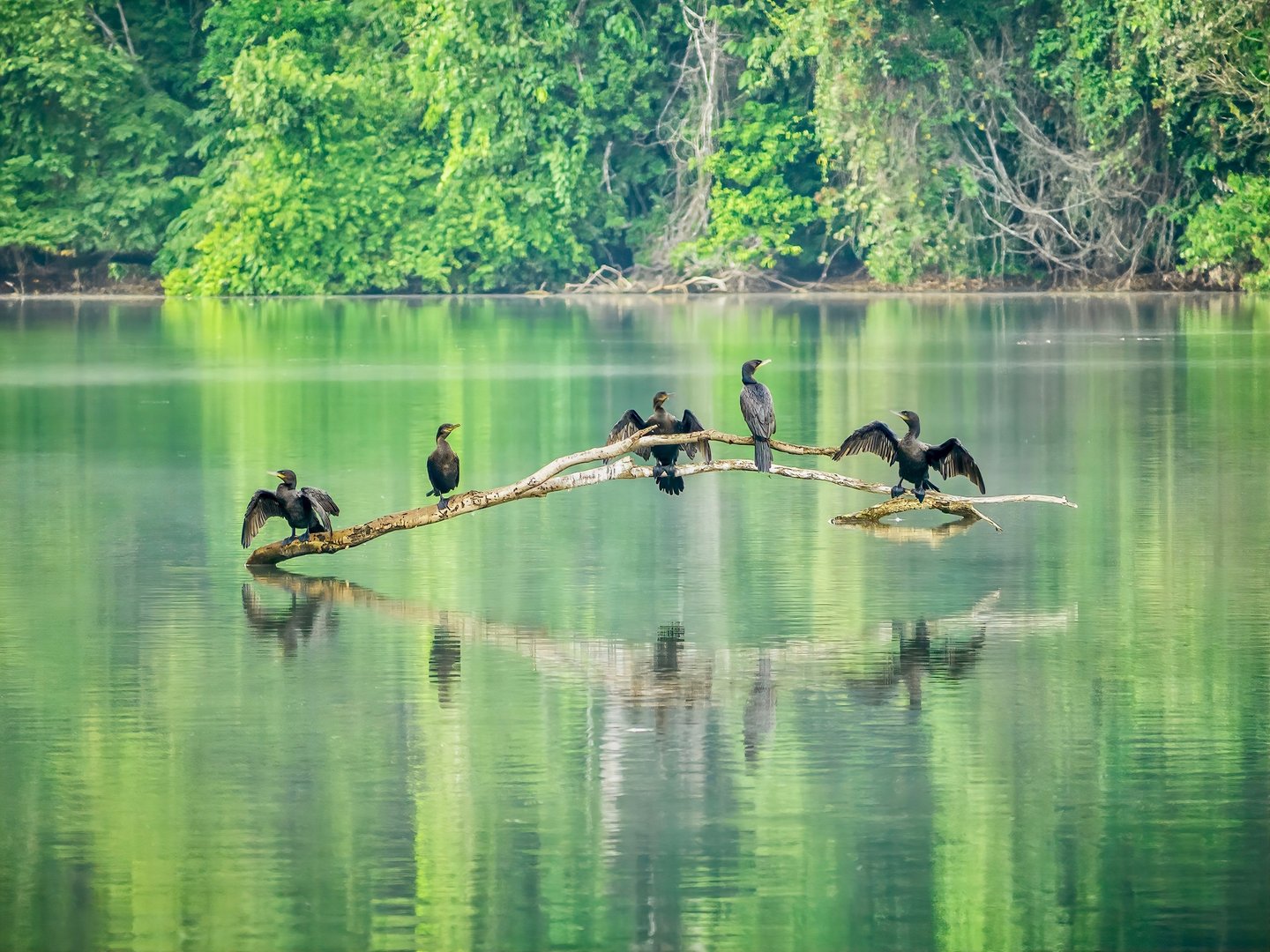 Cormorants drying themselves on a branch in the river in Manu National Park, Peru.