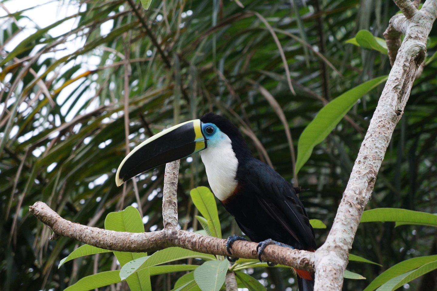 A beautiful toucan sitting on a tropical branch in the jungle in Peru near Puerto Maldonado.