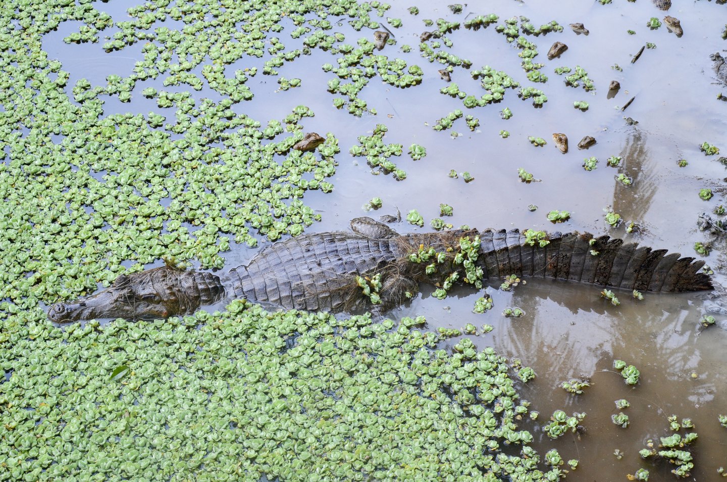 A pantanal caiman in Tambopata National Reserve, Peru