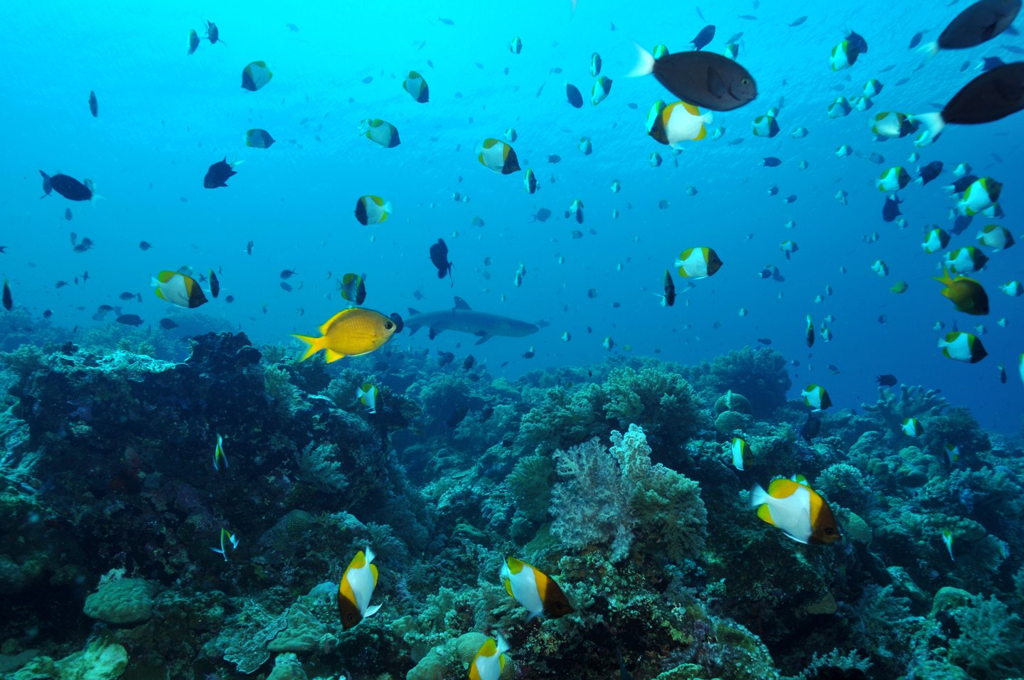 Healthy fish and coral in the Apo Reef in the Philippines