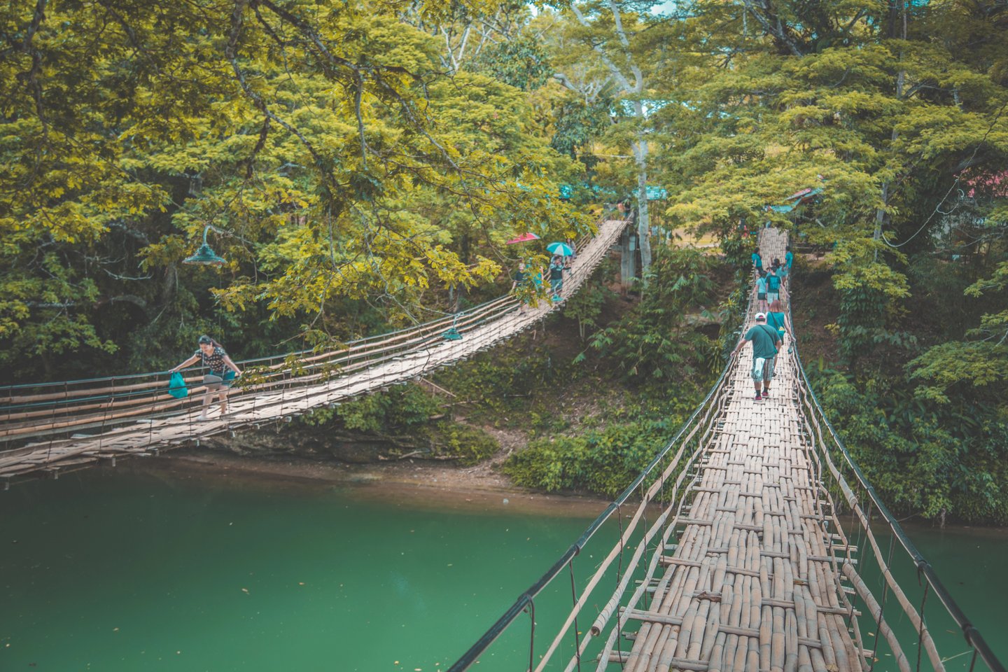 Bridge walkways through the forest in Bohol, Philippines