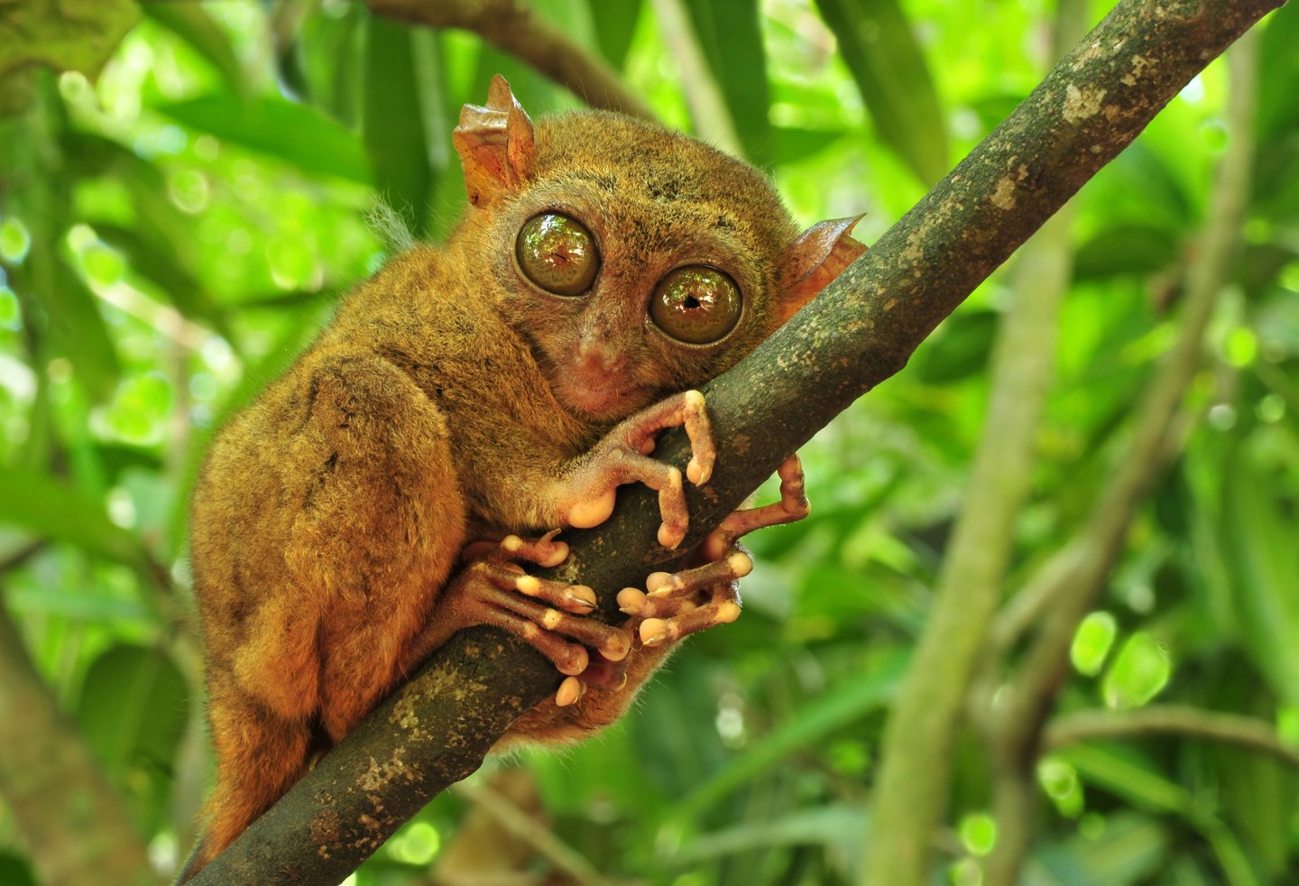 A tarsier clinging onto a branch in Bohol, Philippines.
