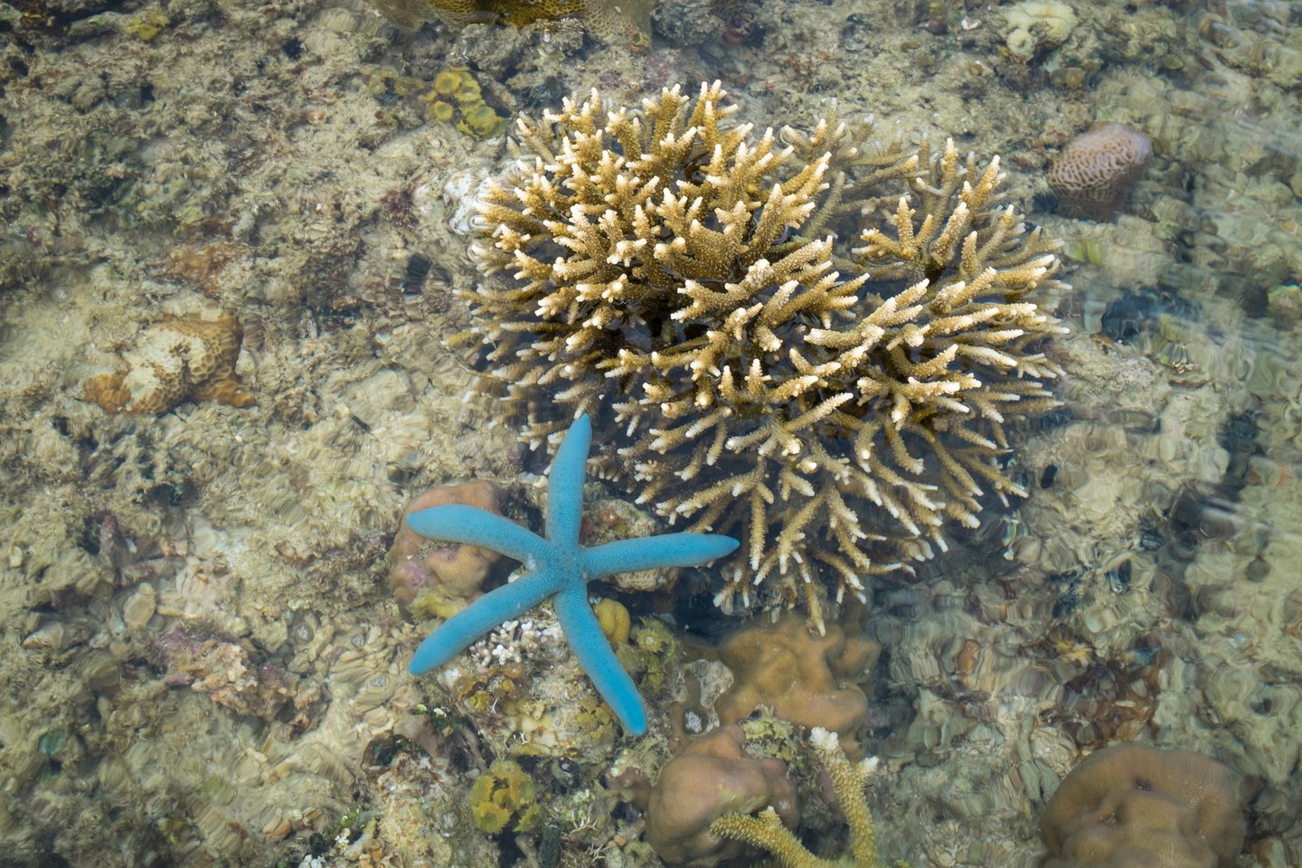 A star fish and coral in the waters of Samal Island