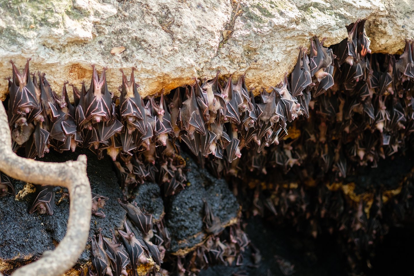Hundreds of fruit bats hanging in a cave