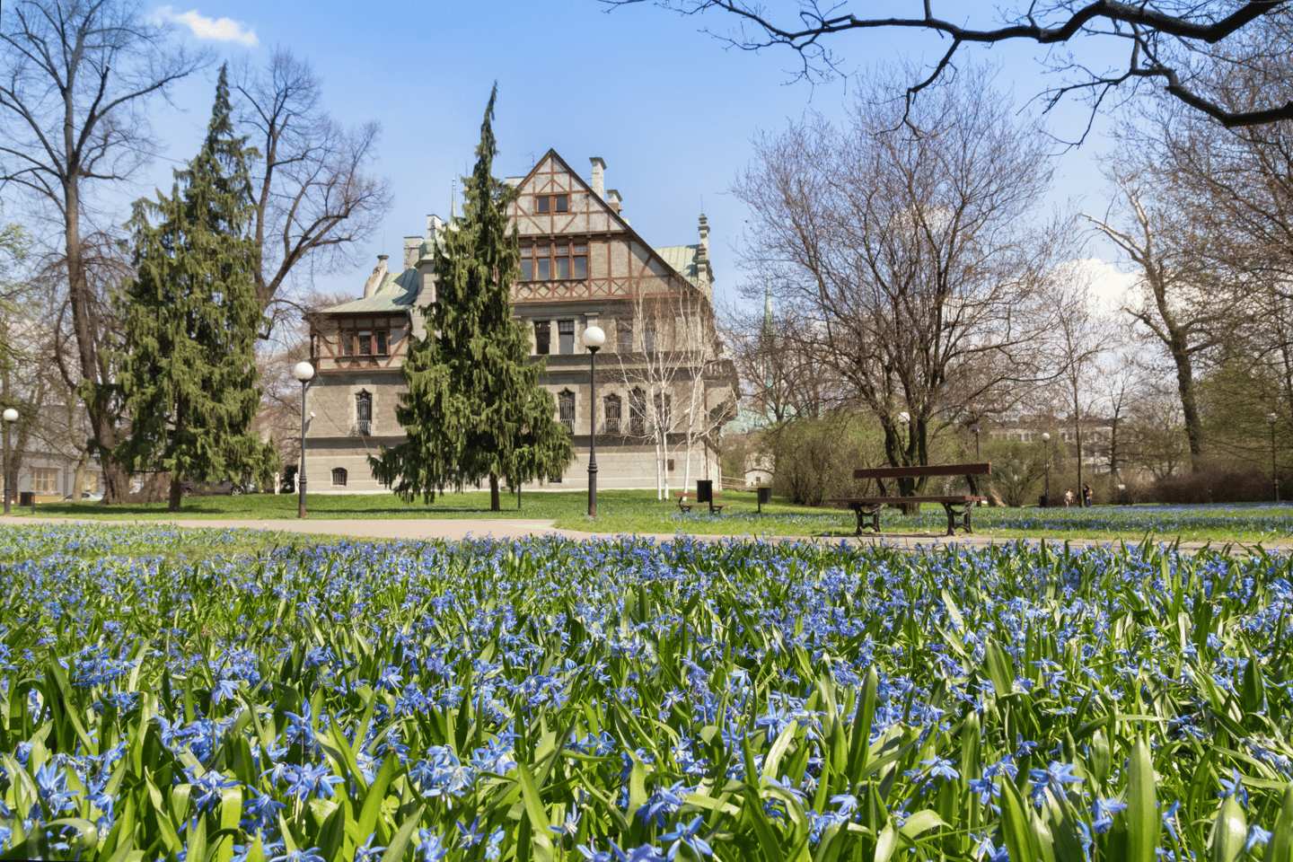 Blooming blue squill in the Klepacz park in city of Lodz, Poland