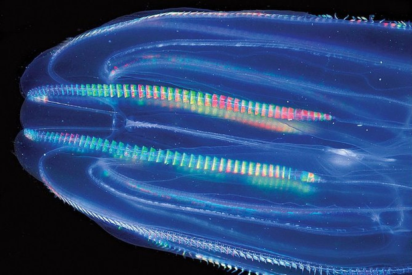 Bioluminescence in Puerto Rico