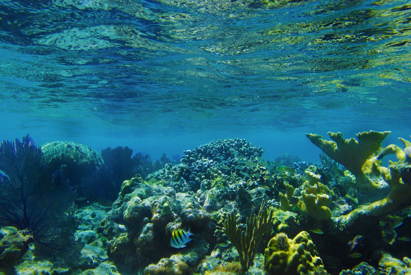 Coral and tropical fish underwater near Culebra, Puerto Rico