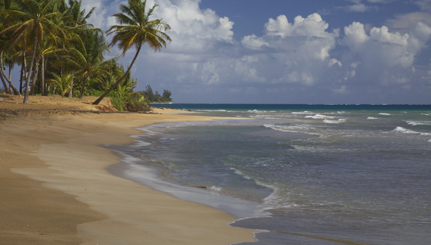 White sand and palm tree at Rio Grande Beach in Puerto Rico
