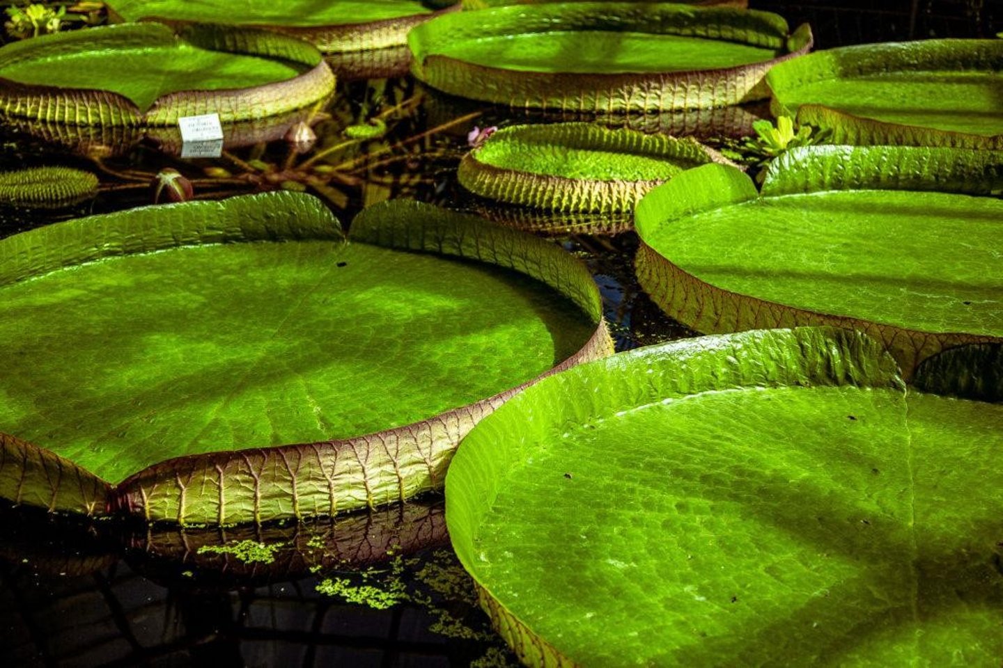 Lily pads at the Botanical Gardens in Cluj