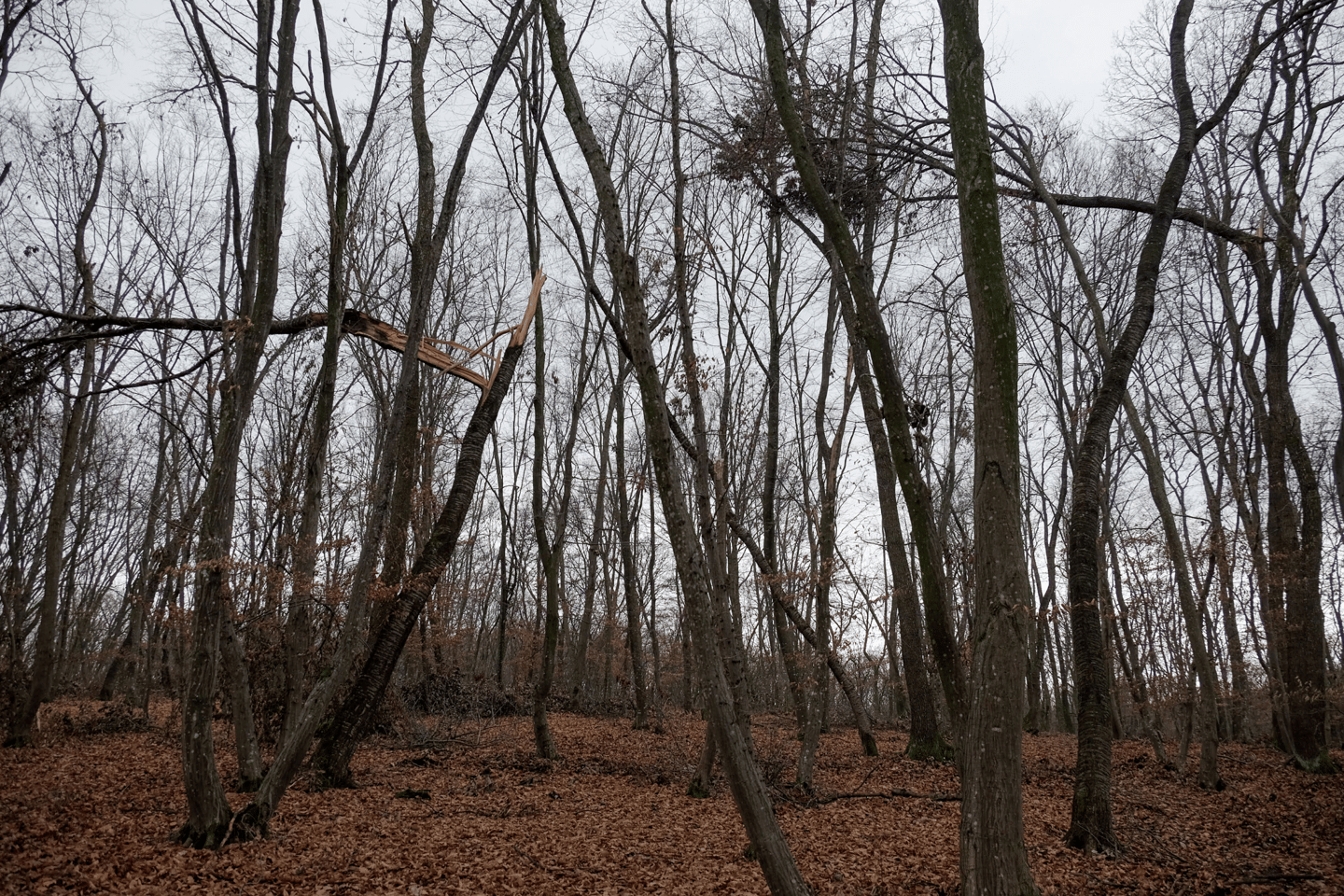 Trees in Hoia Forest
