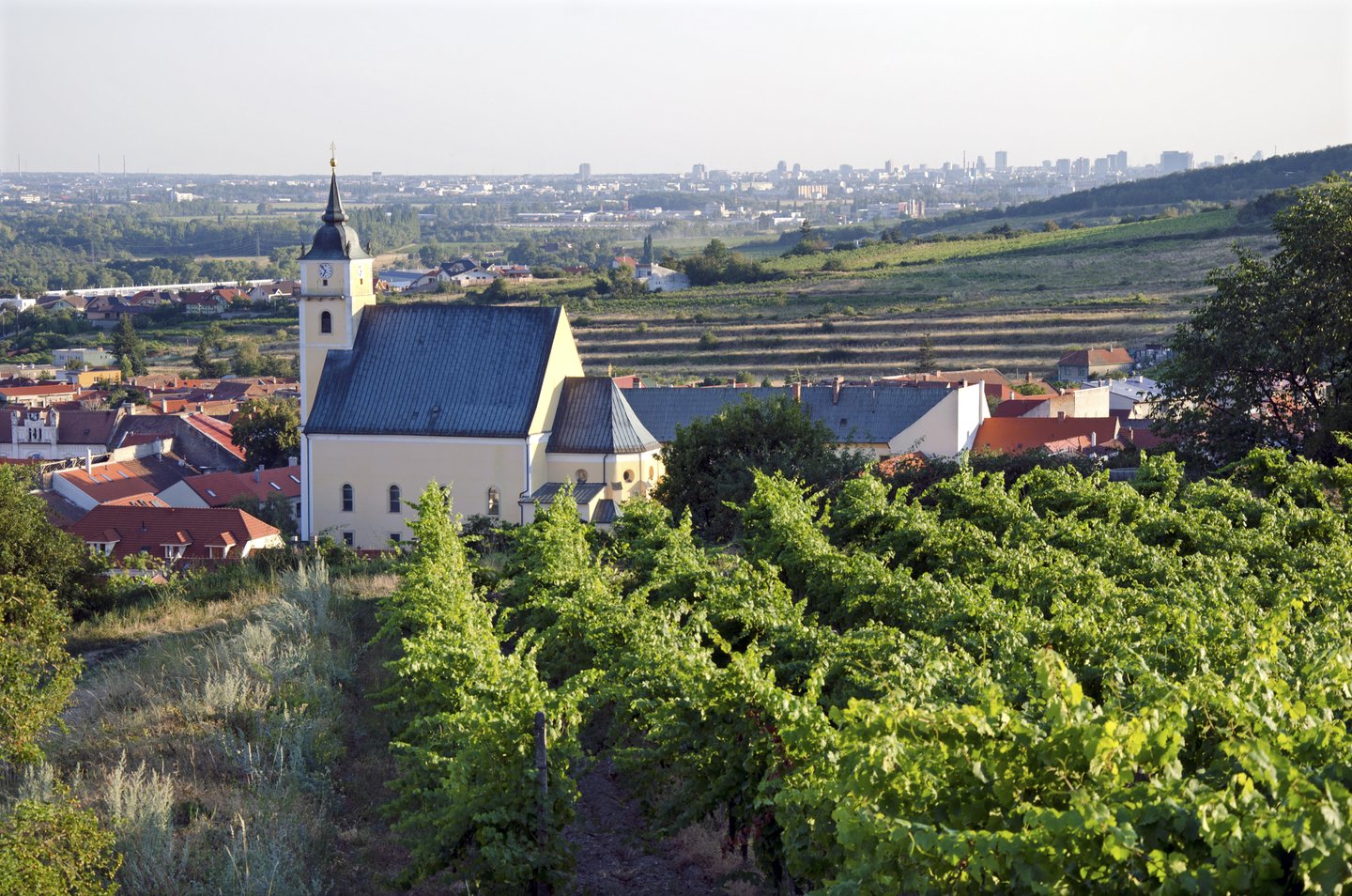 A vineyard near Svaty Jur in Little Carpathian mountain with Bratislava in background.