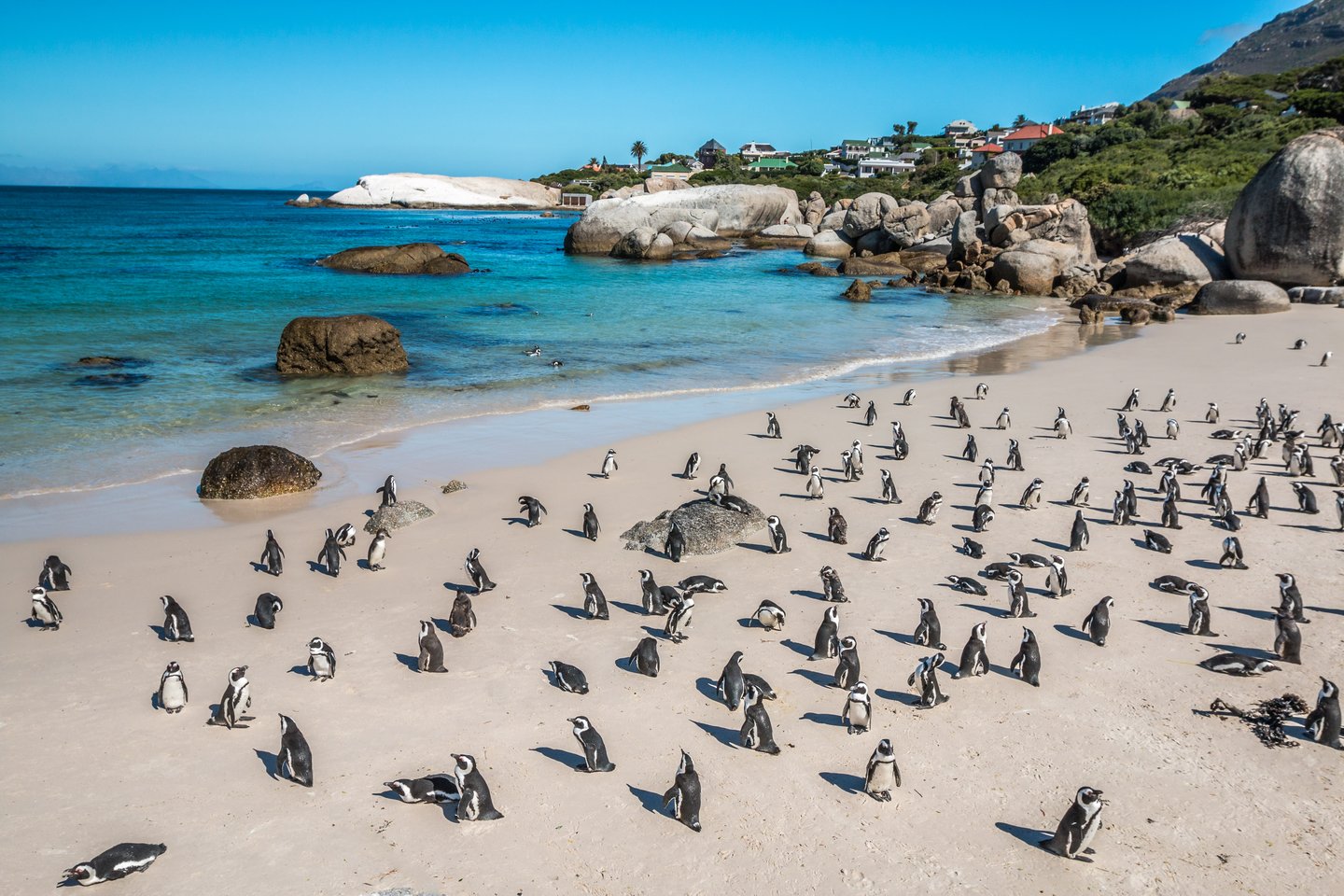 Penguins on Boulders Beach in Cape Town, South Africa.