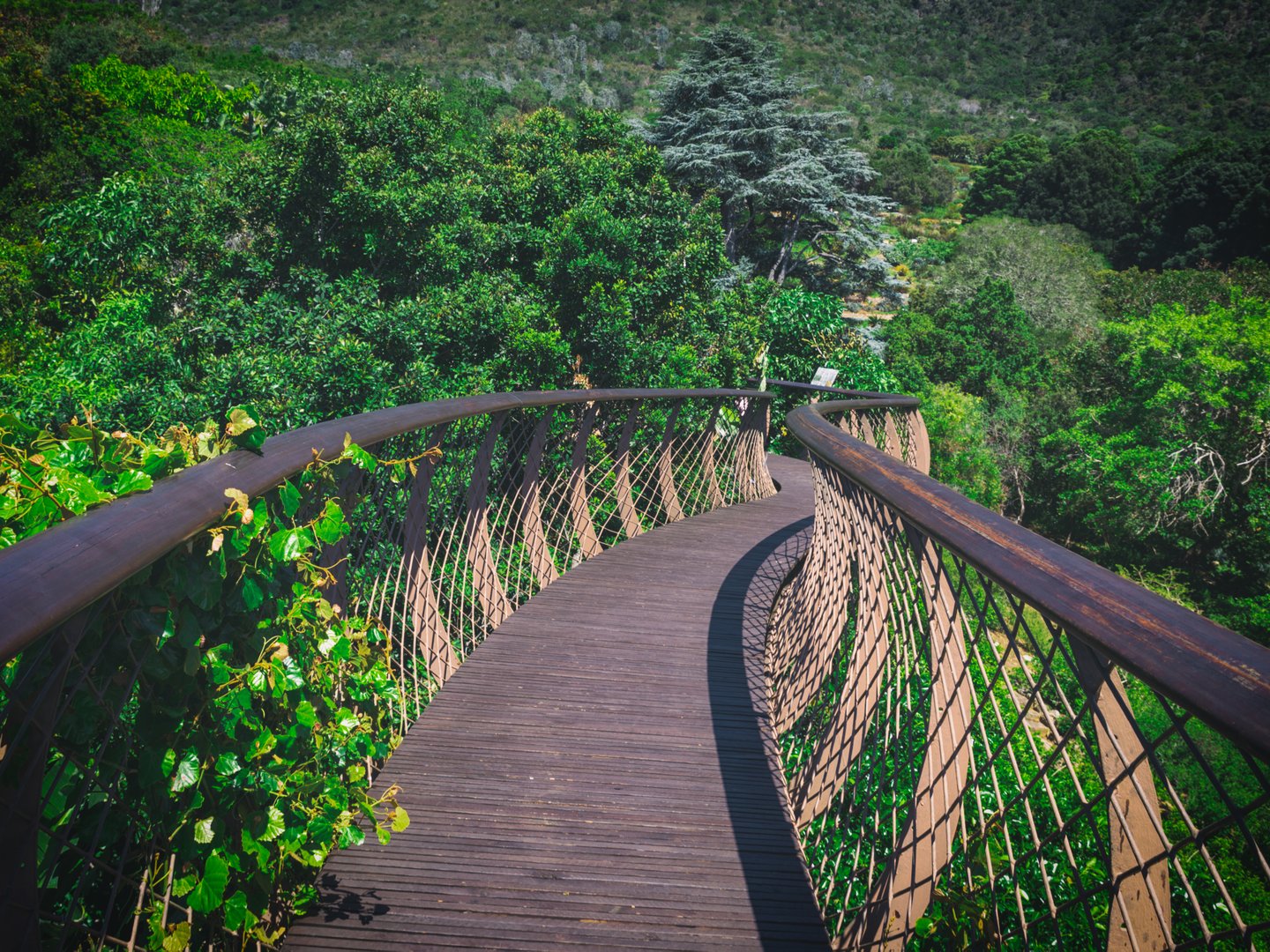 Walking along an elevated walkway in Kirstenbosch Gardens, Cape Town