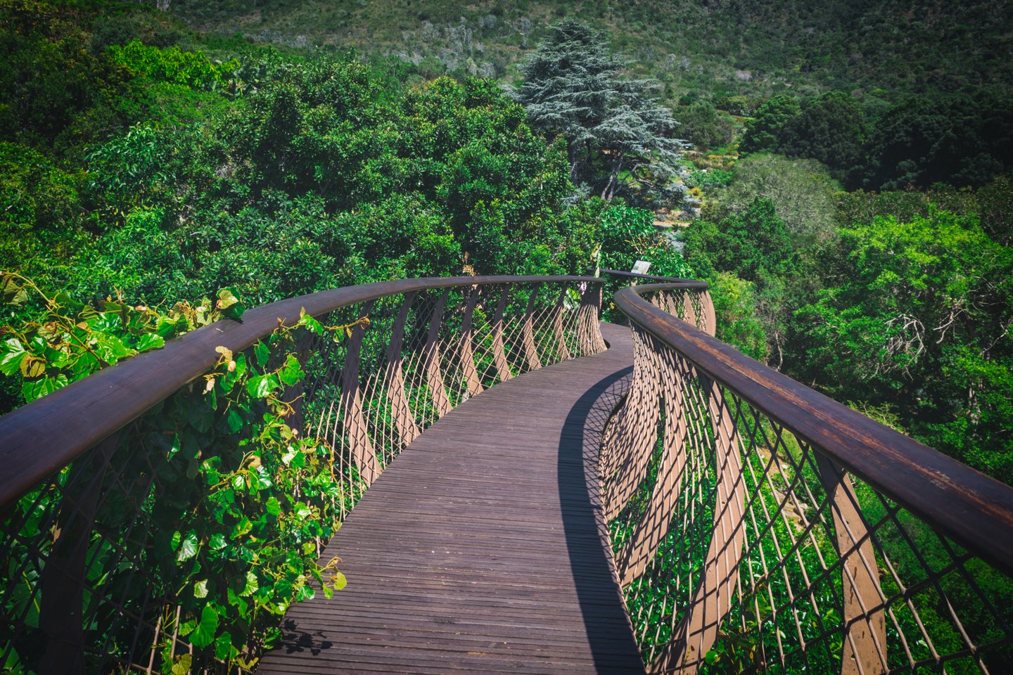 Walking along an elevated walkway in Kirstenbosch Gardens, Cape Town